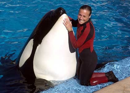 Tilikum the Orca